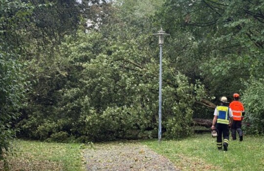 Teaserbild der Einsatzmeldung: H0 - Ast/Baum gefallen Verkehrsweg